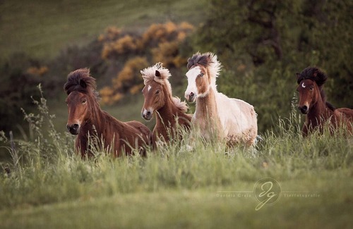 Muenchweiler an der Alsenz Apartment | Cozy vacation apartment on an Icelandic horse farm in the middle of the Palatinate Forest