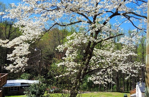 Swannanoa House | Cozy home 10 minutes from Black Mountain and Asheville, NC
