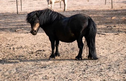 Altaville Other | cozy tiny house, feed the farm animals, gaze at the stars from the hot tub