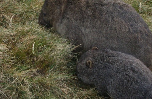 Cradle Mountain House | Cradle Cave Cradle Mountain