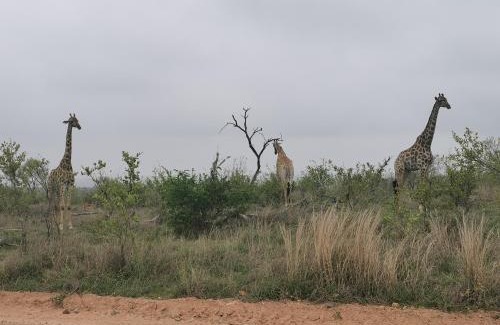 Buffelspruit Villa | Crocodile Bend