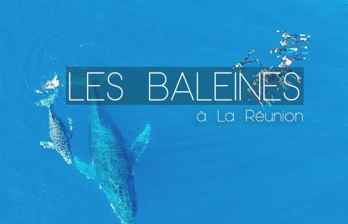 Saint-Leu Boat Rental | Croisièouest bateau privatise O6, 93,70,59,79