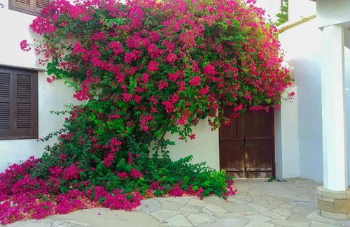 Zeytinlik House | Cyprus Village House