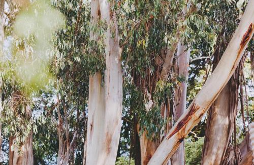 Seville Bed & Breakfast | Dalblair Bed & Breakfast