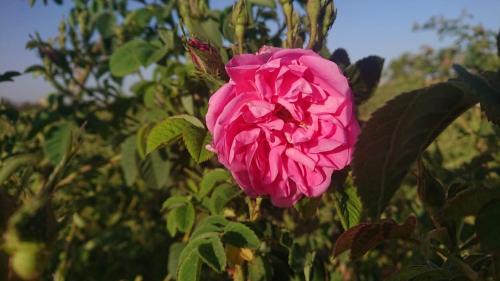 Kelaat M'Gouna Bed & Breakfast | Dar Mayssa Rose