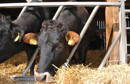 Beccles Other | Dawn Chorus Holidays