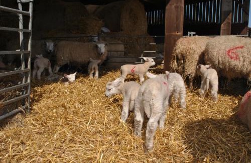 Beccles Other | Dawn Chorus Holidays