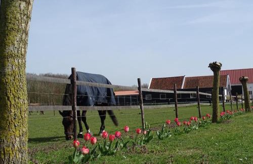 Noordgouwe Bed & Breakfast | de Tulp