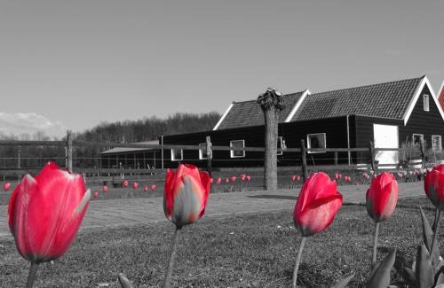 Noordgouwe Bed & Breakfast | de Tulp