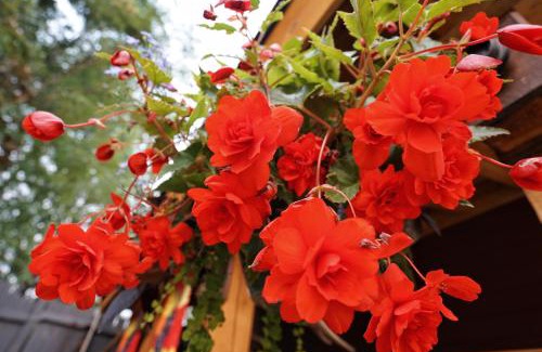 Golden Bed & Breakfast | Deer Ridge B&B
