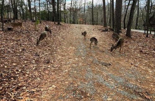 Ellijay House | DeerWoodsLodge DOT com-Ellijay Coosawattee River-Sleeps 16-ARCADE-Hot Tub-Fire Pit-Winery's