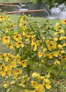 Itamonte Cabin | Delirius Hospedagem