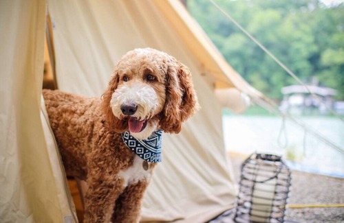 Tanglewood House | Deluxe Safari Tent Glamping at Unicoi in Helen GA - 15