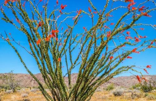 Van Horn Other | Desert Gardens Oasis Camping in Lobo, TX
