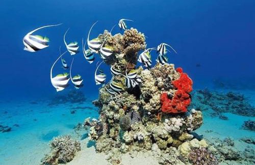 Marsa Alam Apartment | Desert & Sea Haven Marsa Alam