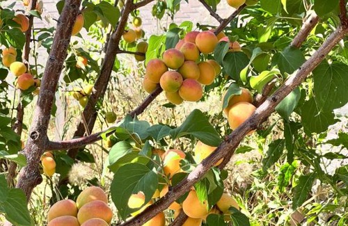 Olympos House | Detached house surrounded by fruit trees, very close to Olympos and Çıralı