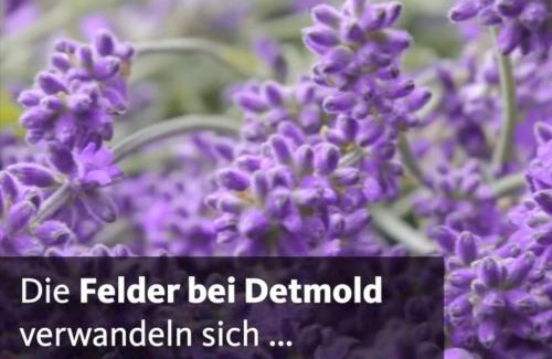 Detmold-Nord Apartment | Detmolder Loft 3