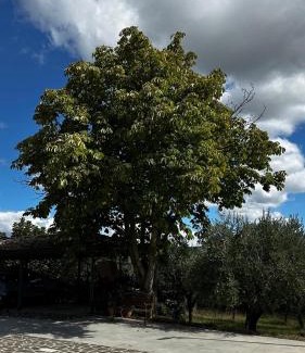 Colli al Volturno Bed & Breakfast | Dimora Ippocastano