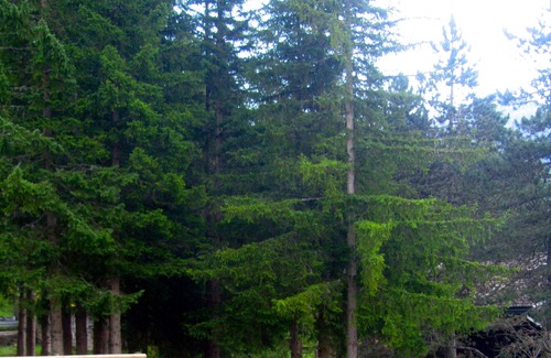 Selva di Cadore Apartment | dolomites in summer and winter
