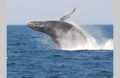 Scottburgh Apartment | Dolphin View Self Catering