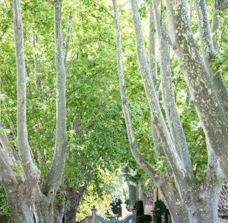 St.-Remy-de-Provence Bed & Breakfast | Domaine de Chalamon