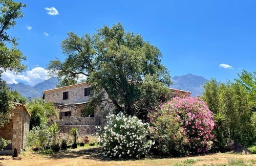 Feliceto House | Domaine du Reginu, in the heart of a 5-hectare olive grove