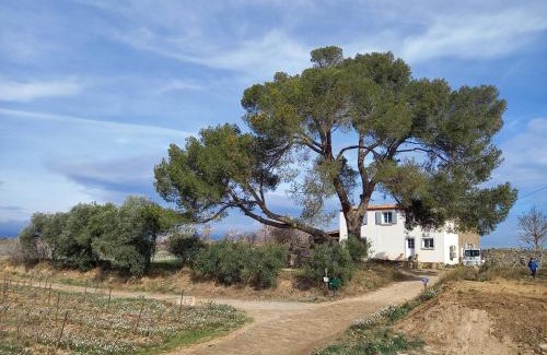 Rieux-Minervois House | Domaine Saint Augustin