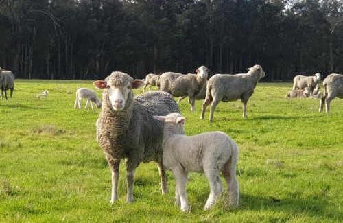 Wilga Apartment | DONN4254S - Wilga Farm Stay - Shearer's Shack Single