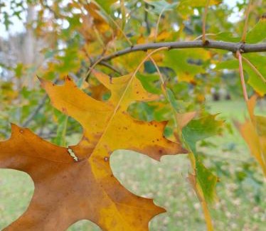 Partido de General Pueyrredon House | DOS ALAMOS - CASA - Colinas Verdes