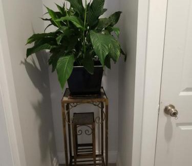 Ottawa Division Apartment | Downtown Apartment