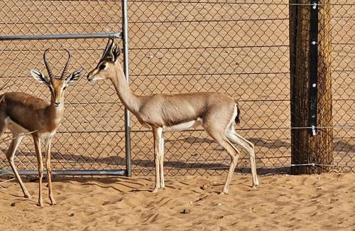 Oman Other | Dream Desert Camp