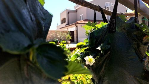 Cilipi Apartment | Dubrovnik Airport Apartment Tea