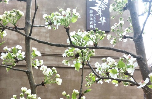 Dunhuang House | Dunhuang Jinshe Times Inn