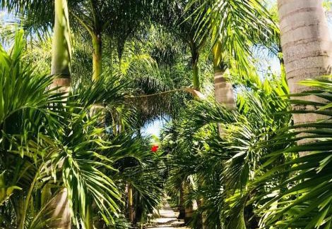 Le Vauclin Resort | EAST KEYS - East Cottages