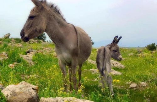 Qatsrin Other | eco bus