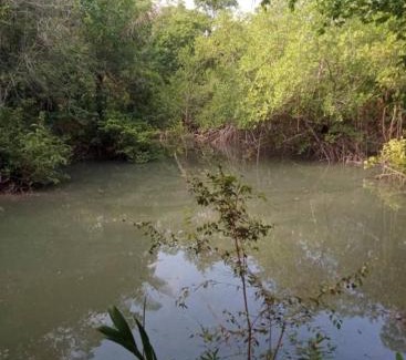 Curuca House | Eco sítio encontro das aguas