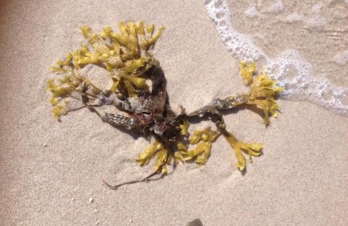 Gelbensande Apartment | Eikkater 4 EG