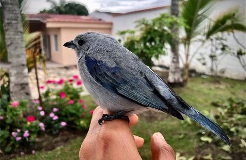 Fusagasuga Villa | El Bongo de Chinauta