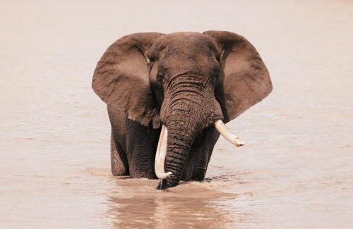 Nkomazi Hotel | Elephant Walk Tented Camp