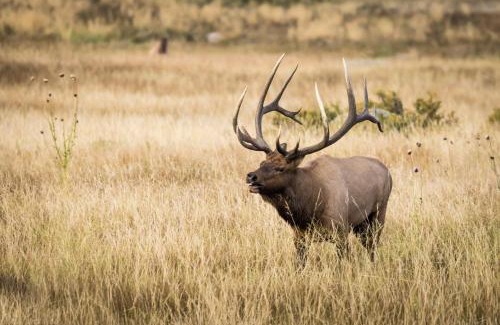 Estes Park House | Elk Haven