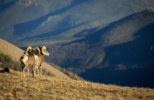 Estes Park House | Elk Haven