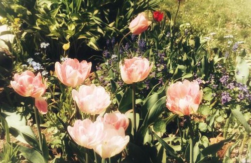 Charlottetown Hotel | Elmwood Heritage Inn