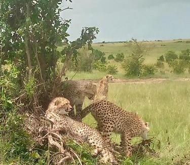 Talek Bed & Breakfast | Enkama maasai Mara camp