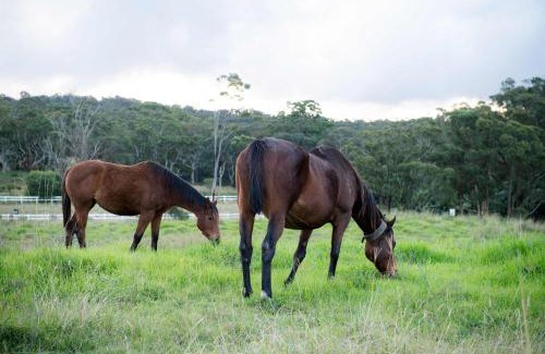 Calga House | Equine Haven Trail by Tiny Away