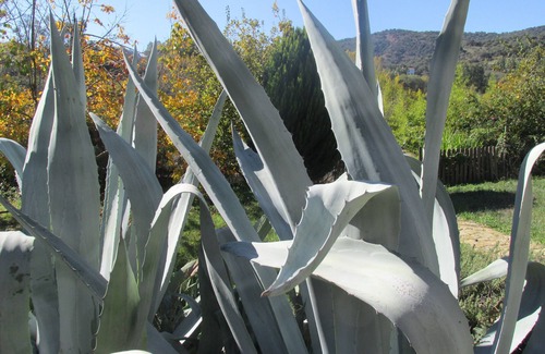 Cortes de la Frontera Cottage | Charming country casita with pool and garden