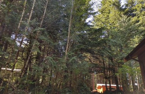 Ucluelet House | Evergreen Forest Cabins