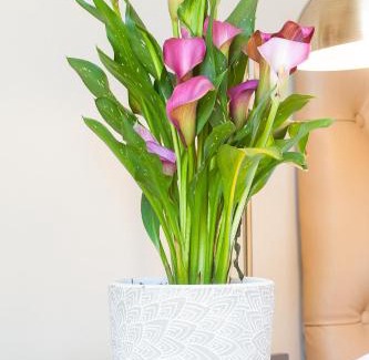 Bellville House | Evertsdal Guesthouse