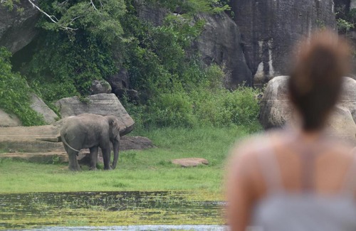 Dehiattakandiya Other | Explorer by Eco Team - Maduru Oya National Park