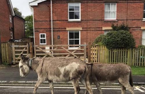 New Forest District House | Fabulous cottage in the heart of the New Forest - Great for families and groups, sleeps 9