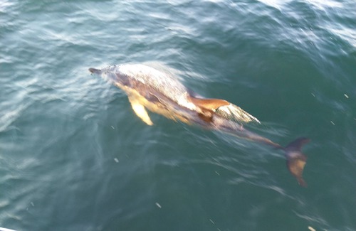 Noirmoutier Island Boat Rental | "Falbala Experience liveaboard catamaran